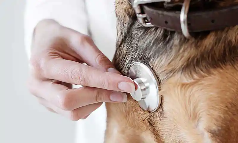 A dog being checked with a stethoscope