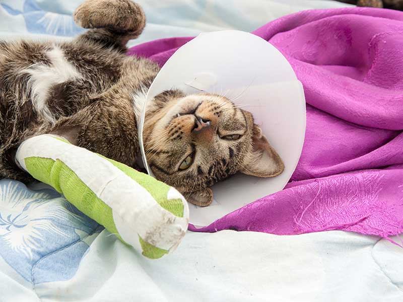 Cat in a cone and cast Cat in a cone and cast