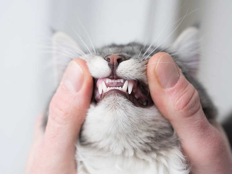 Human hands holding back cat gums to show teeth Human hands holding back cat gums to show teeth