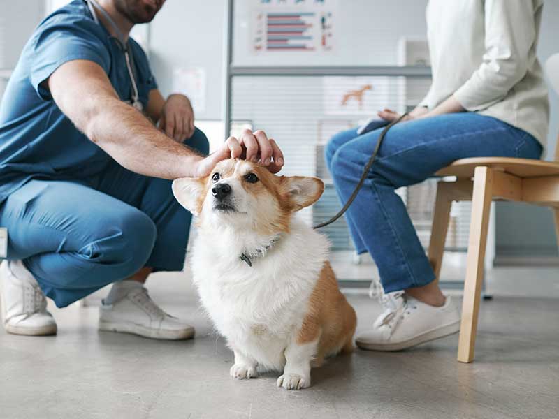 Corgi between two humans sitting in chairs Corgi between two humans sitting in chairs