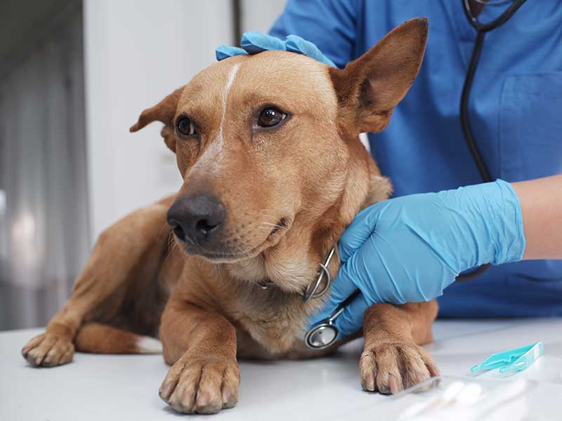 Dog on vet table getting heart checked Dog on vet table getting heart checked