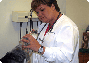 Veterinary Services Photo